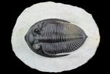 Zlichovaspis Trilobite - Perfectly Prone #89284-1